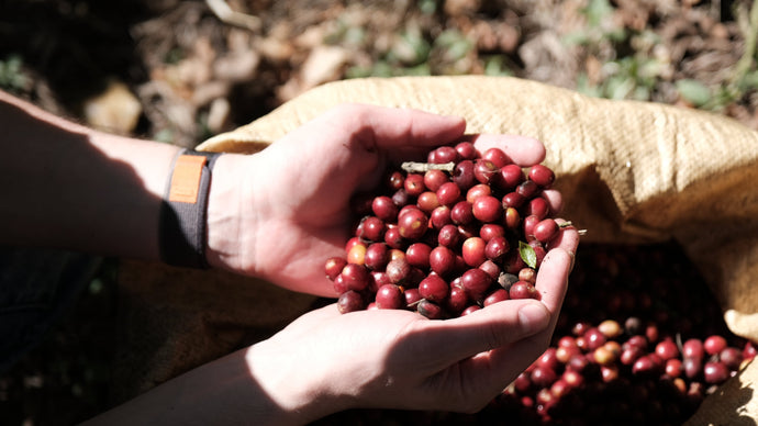Auf den Spuren unseres Kaffees: Joliente bei den Fincas Mierisch in Nicaragua