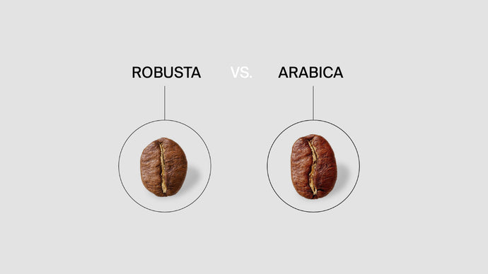 Arabica vs Robusta – Welche Kaffeebohne passt zu dir?